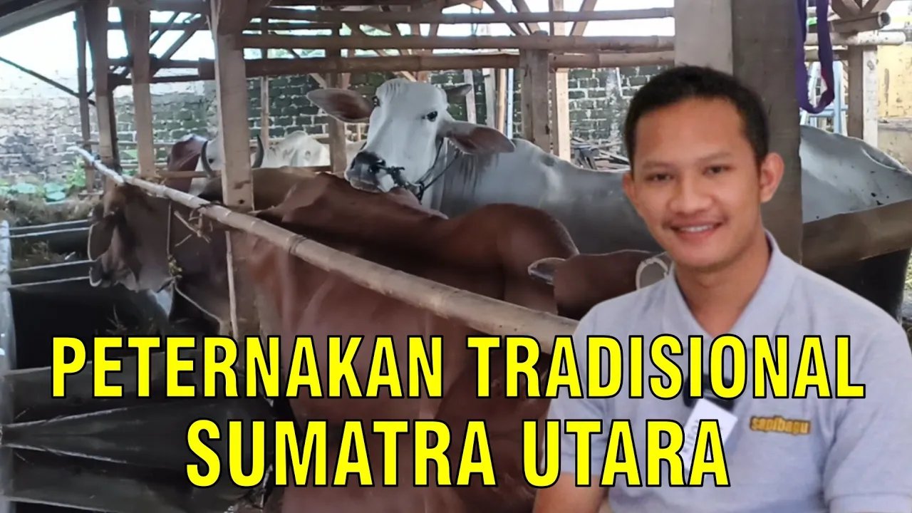 
                                 Peternakan-Tradisional-Sumatera-Utara